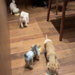 僕の生徒さんがアドセンスで月３０万円稼ぎました。いまだにアドセンスで稼げるという件。